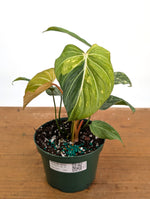 Philodendron Gloriosum Variegated - Exact Plant #26E - 6" Pot (Type 2)