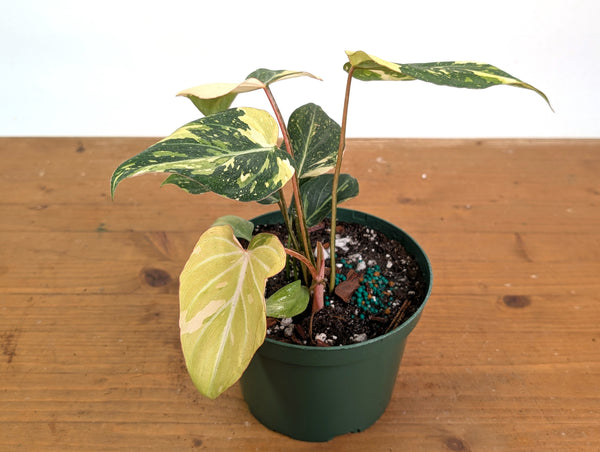 Philodendron Gloriosum Variegated - Exact Plant #26F - 6" Pot (Type 2)