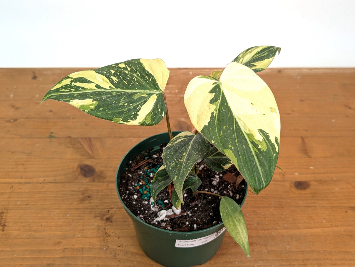 Philodendron Gloriosum Variegated - Exact Plant #26F - 6" Pot (Type 2)