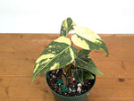 Philodendron Gloriosum Variegated - Exact Plant #26F - 6" Pot (Type 2)