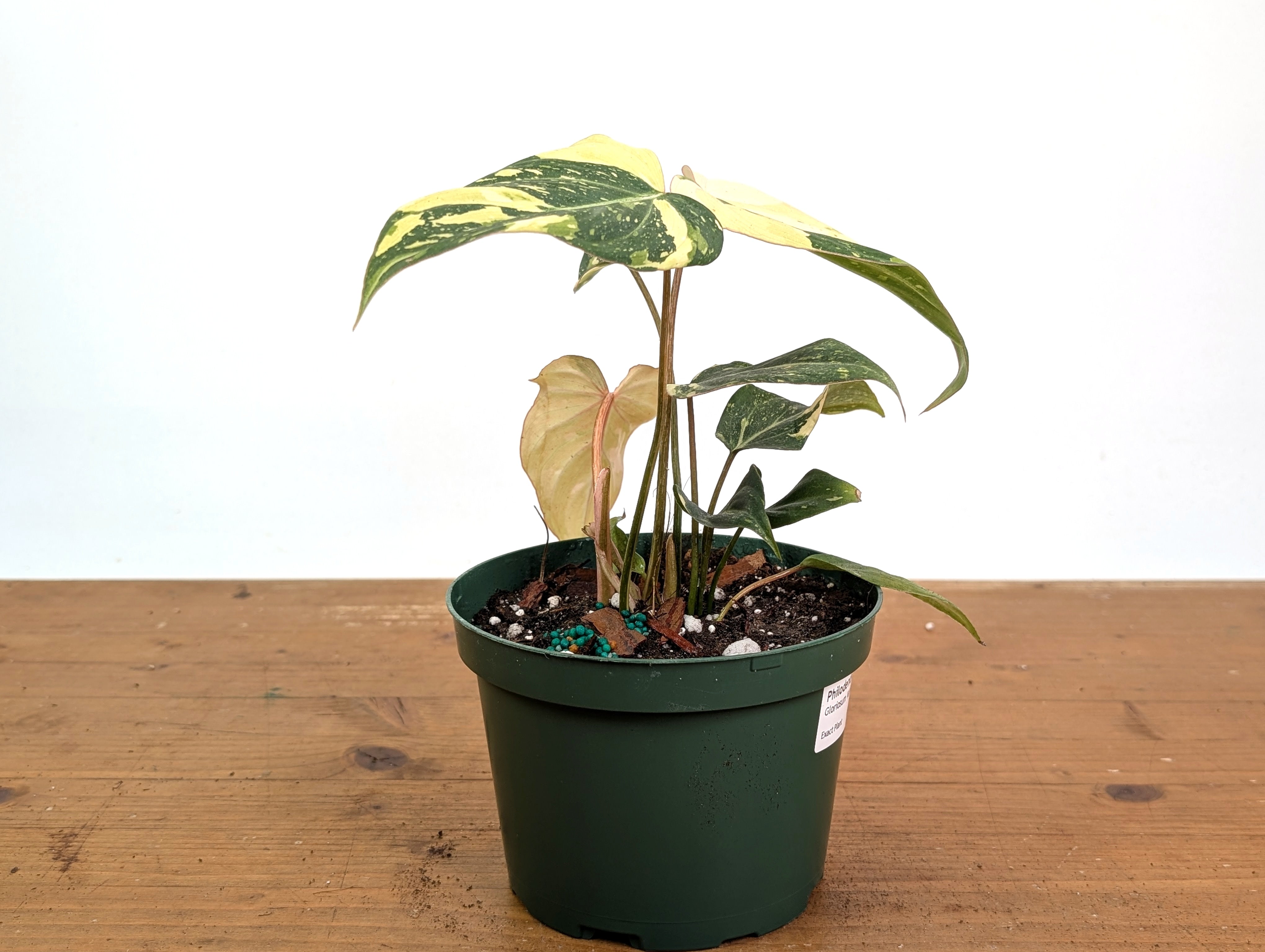 Philodendron Gloriosum Variegated Type 2 - Exact Plant #26C - 6