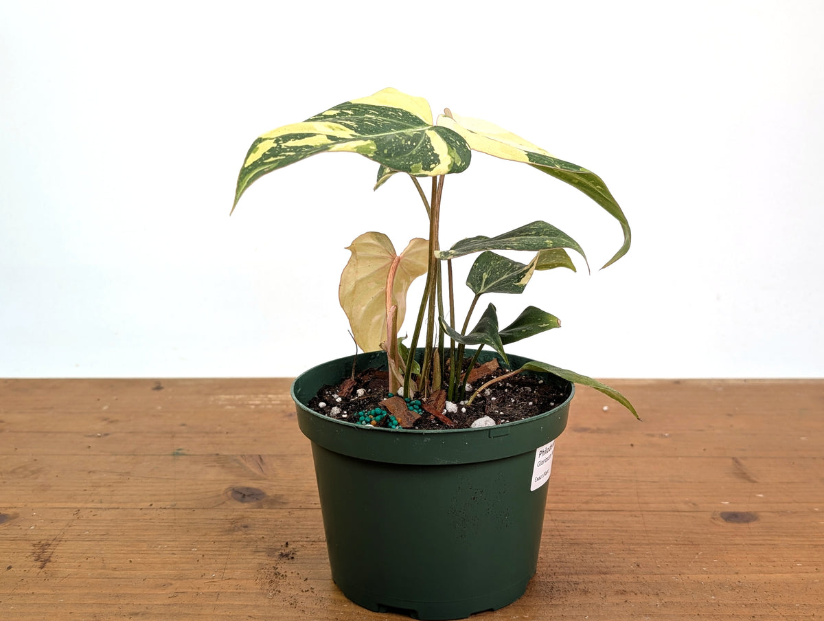 Philodendron Gloriosum Variegated - Exact Plant #26F - 6" Pot (Type 2)