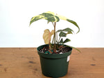 Philodendron Gloriosum Variegated - Exact Plant #26F - 6" Pot (Type 2)