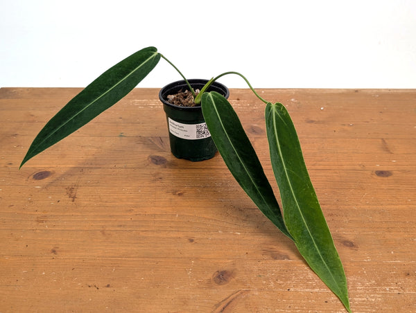 Anthurium Amazon Princess (pallidiflorum x warocqueanum) Exact Plant #26A