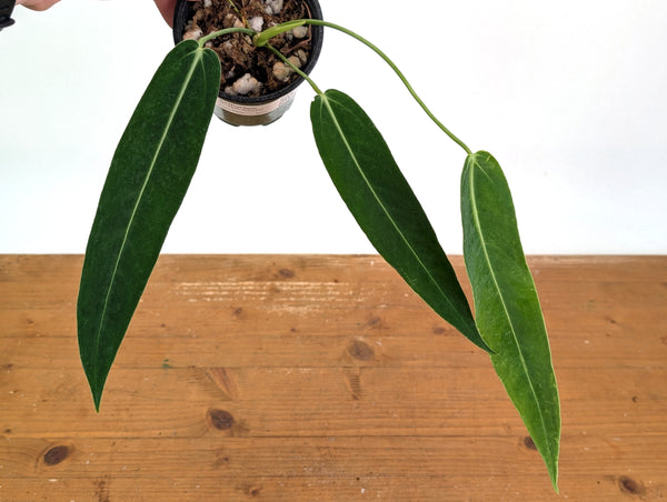 Anthurium Amazon Princess (pallidiflorum x warocqueanum) Exact Plant #26A
