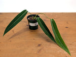 Anthurium Amazon Princess (pallidiflorum x warocqueanum) Exact Plant #26A