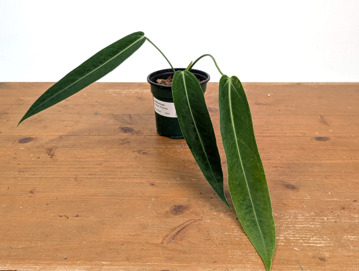 Anthurium Amazon Princess (pallidiflorum x warocqueanum) Exact Plant #26A