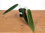 Anthurium Amazon Princess (pallidiflorum x warocqueanum) Exact Plant #26A