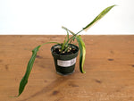 Philodendron Paloraense Variegated - 4" Pot Exact Plant #26A