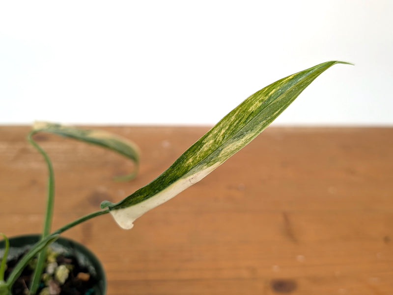 Philodendron Paloraense Variegated - 4" Pot Exact Plant #26A