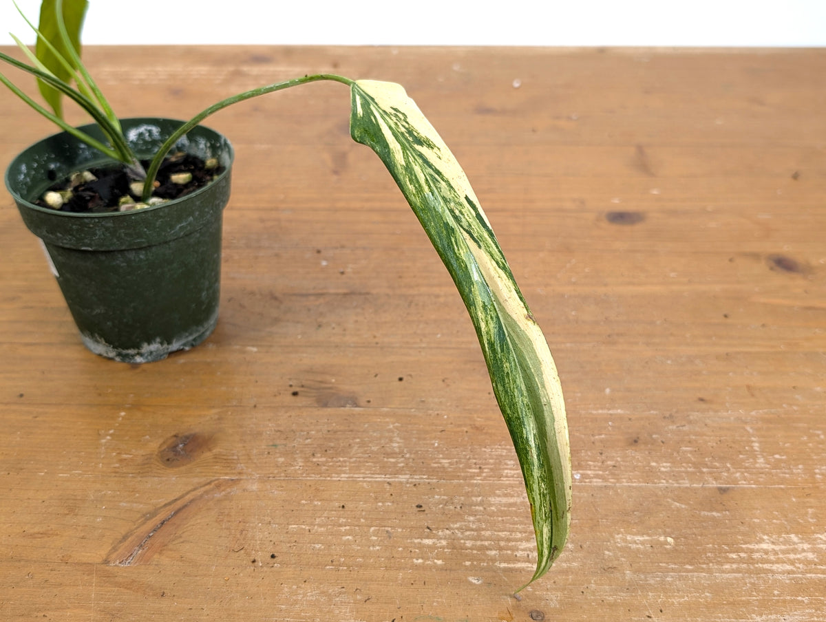 Philodendron Paloraense Variegated - 4" Pot Exact Plant #26A