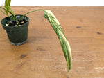Philodendron Paloraense Variegated - 4" Pot Exact Plant #26A