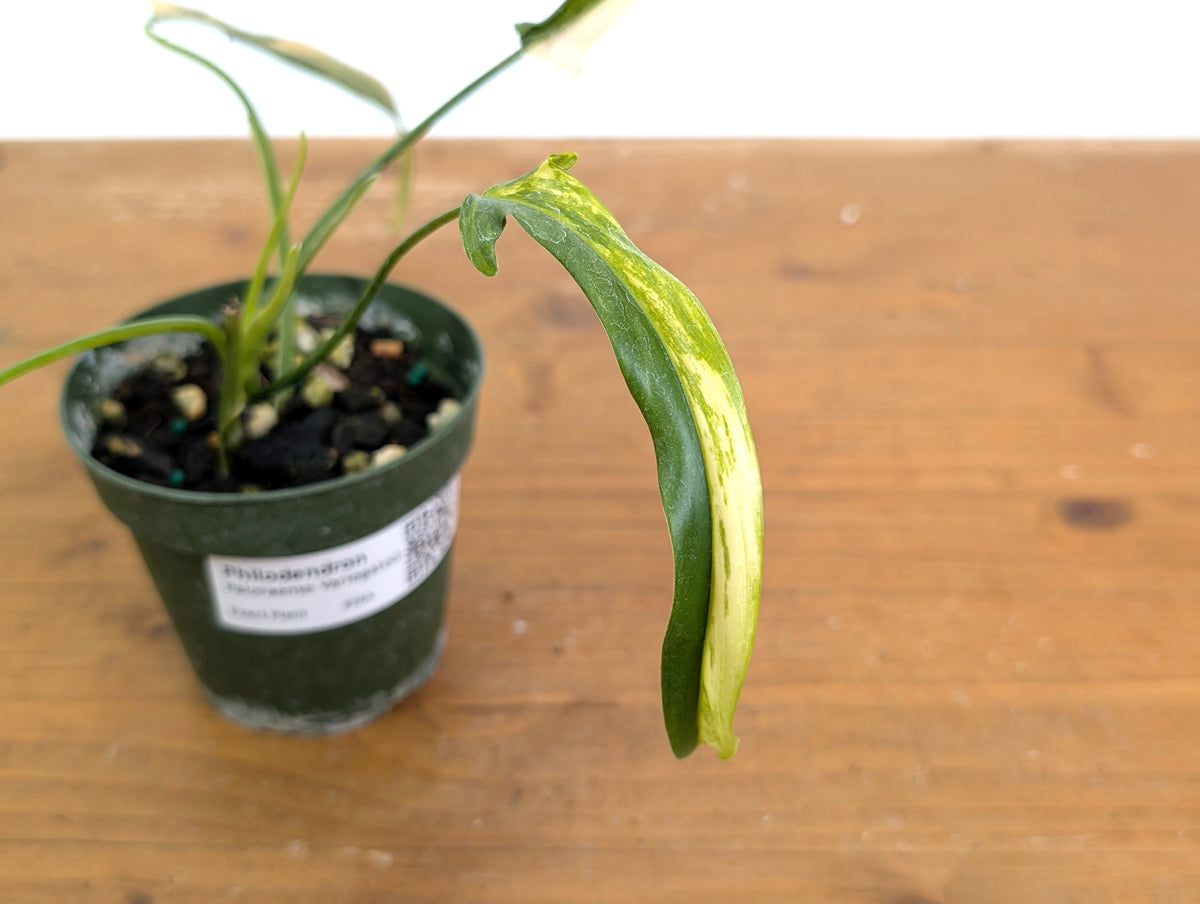 Philodendron Paloraense Variegated - 4" Pot Exact Plant #26A