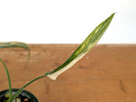 Philodendron Paloraense Variegated - 4" Pot Exact Plant #26A