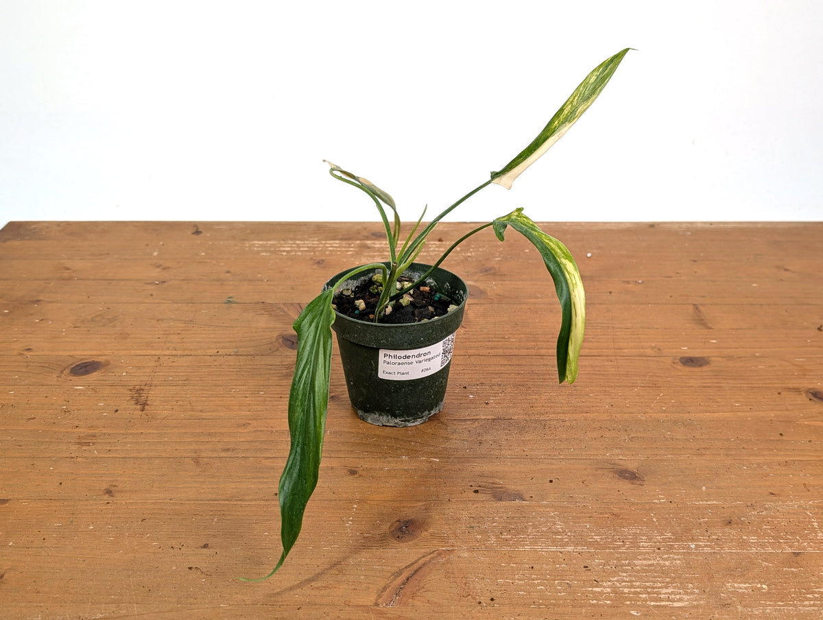 Philodendron Paloraense Variegated - 4" Pot Exact Plant #26A