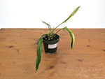Philodendron Paloraense Variegated - 4" Pot Exact Plant #26A