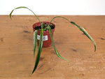 Philodendron Paloraense Variegated - 4" Pot Exact Plant #26B