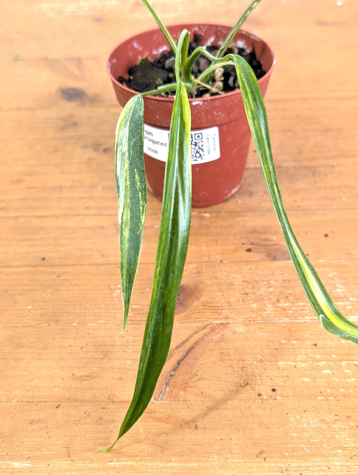 Philodendron Paloraense Variegated - 4" Pot Exact Plant #26B