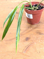Philodendron Paloraense Variegated - 4" Pot Exact Plant #26B
