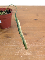 Philodendron Paloraense Variegated - 4" Pot Exact Plant #26B