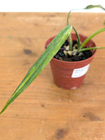 Philodendron Paloraense Variegated - 4" Pot Exact Plant #26B