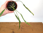Philodendron Paloraense Variegated - 4" Pot Exact Plant #26B