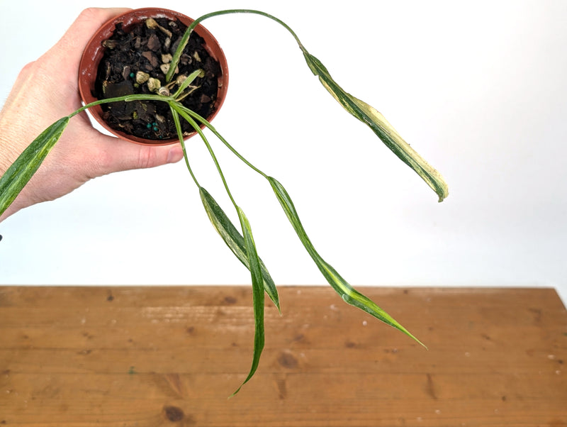Philodendron Paloraense Variegated - 4" Pot Exact Plant #26B