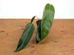 Philodendron Amazon Spirit