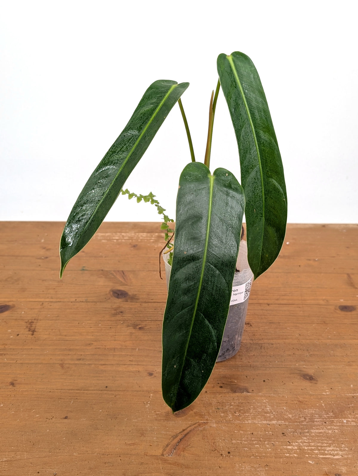 Philodendron Amazon Spirit - Rare Narrow Form 4" Pot Exact Plant #26A