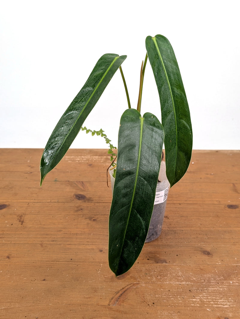 Philodendron Amazon Spirit - Rare Narrow Form 4" Pot Exact Plant #26A