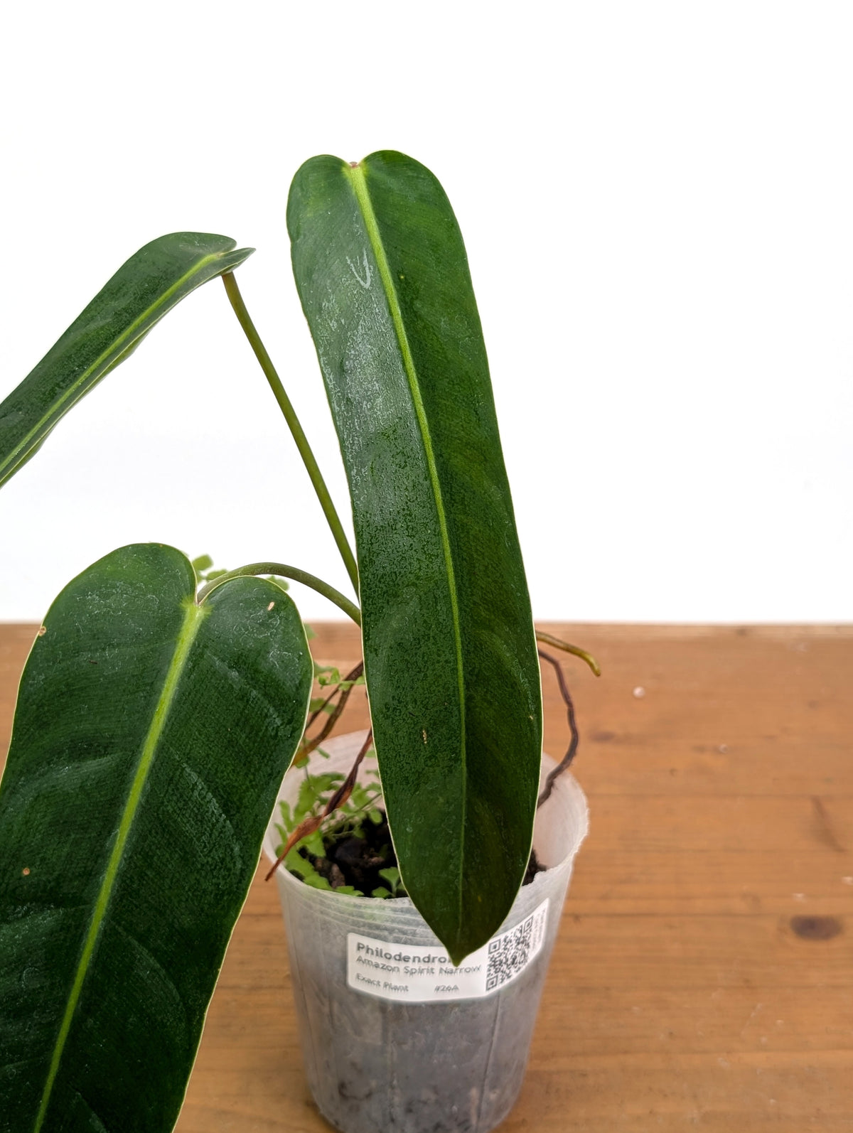 Philodendron Amazon Spirit - Rare Narrow Form 4" Pot Exact Plant #26A