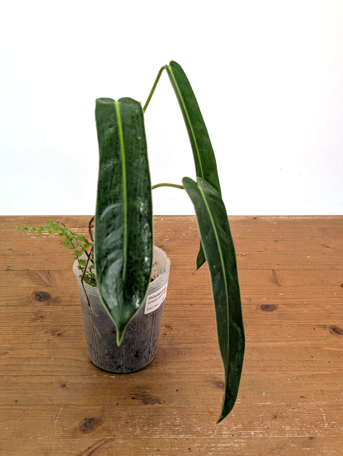 Philodendron Amazon Spirit - Rare Narrow Form 4" Pot Exact Plant #26A