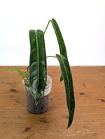 Philodendron Amazon Spirit - Rare Narrow Form 4" Pot Exact Plant #26A