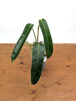 Philodendron Amazon Spirit - Rare Narrow Form 4" Pot Exact Plant #26A