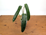Philodendron Amazon Spirit - Rare Narrow Form 4" Pot Exact Plant #26A