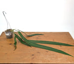 Anthurium Pallidiflorum - Leave Size 18+" - Exact XL Plant #26A