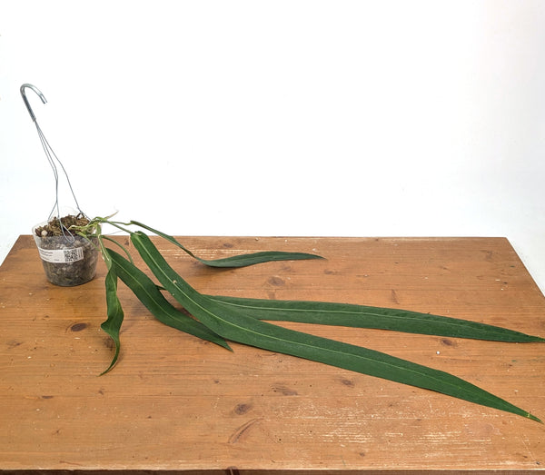 Anthurium Pallidiflorum - Leave Size 18+" - Exact XL Plant #26A