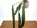 Anthurium Pallidiflorum - Leave Size 18+" - Exact XL Plant #26A