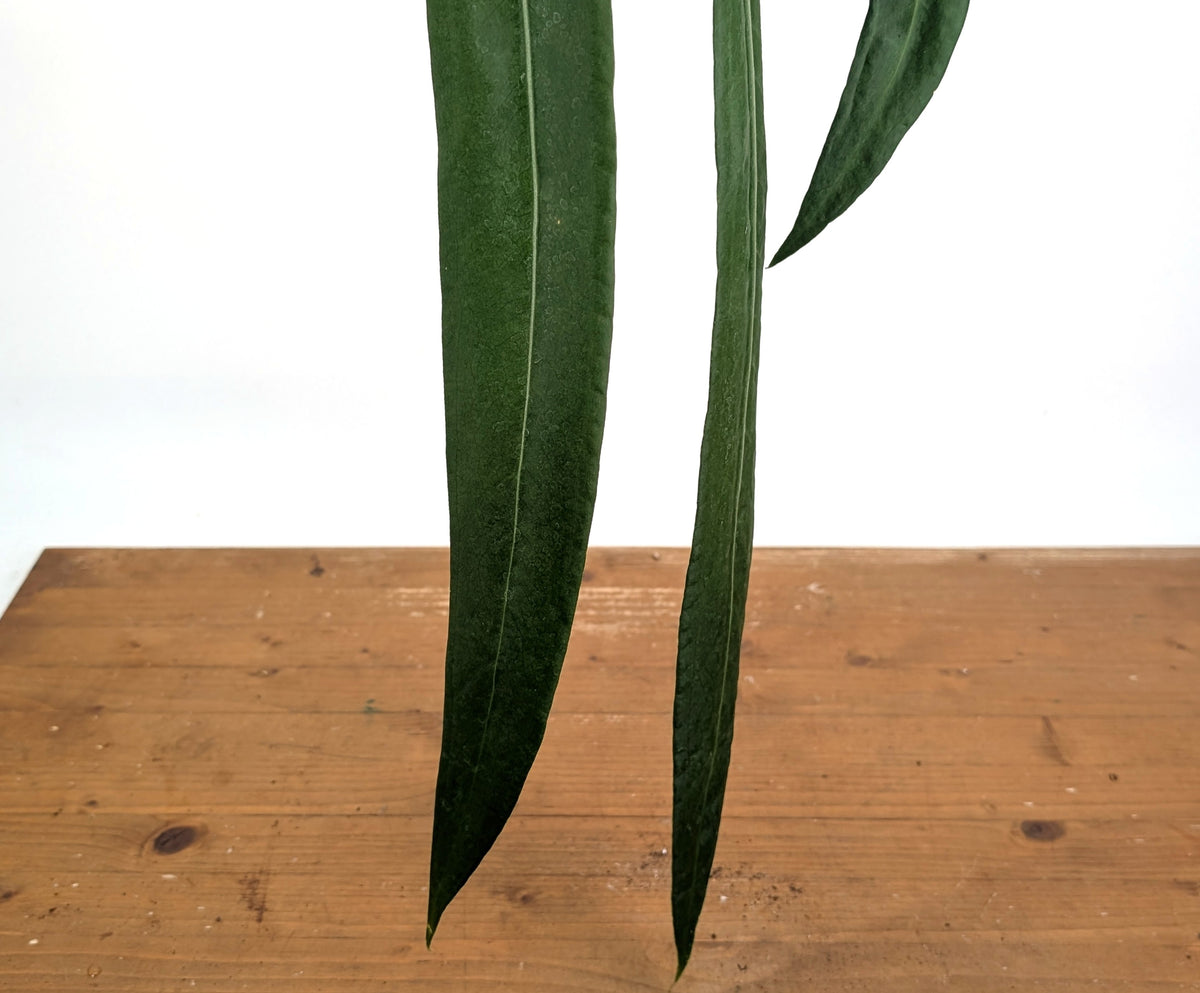 Anthurium Pallidiflorum - Leave Size 18+" - Exact XL Plant #26A