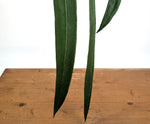 Anthurium Pallidiflorum - Leave Size 18+" - Exact XL Plant #26A