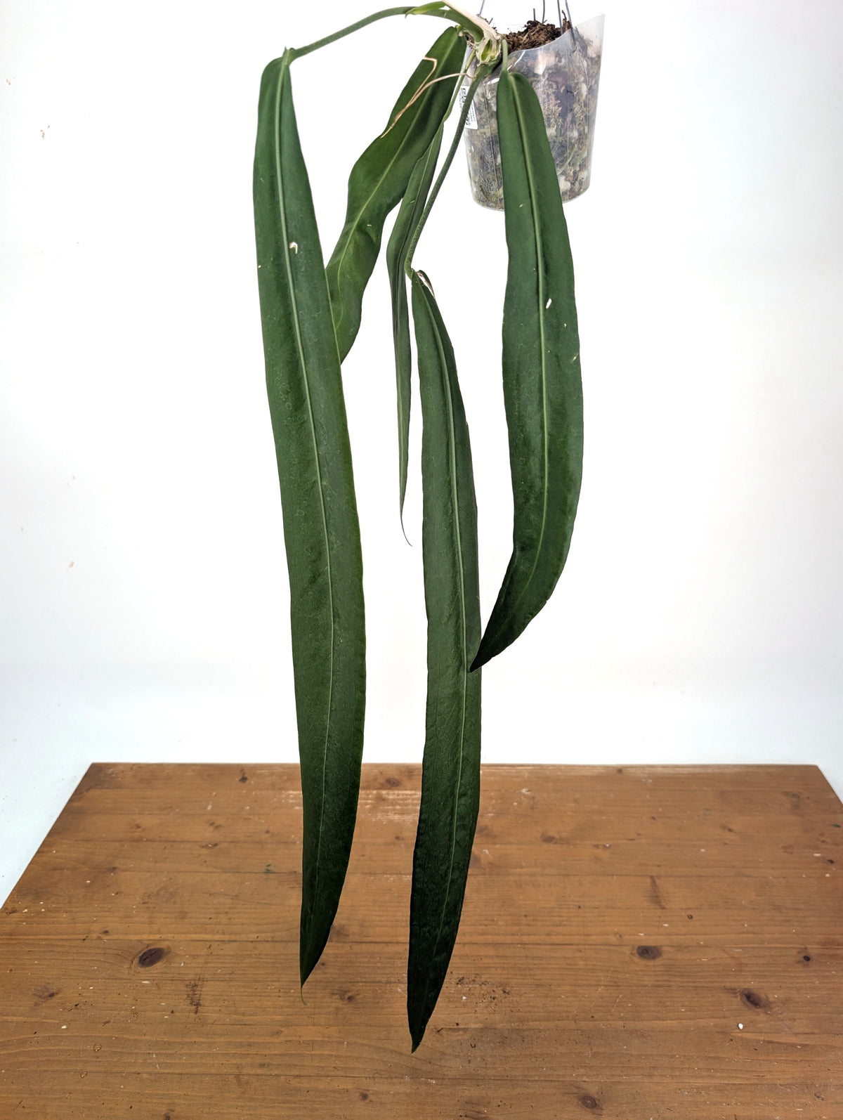 Anthurium Pallidiflorum - Leave Size 18+" - Exact XL Plant #26A