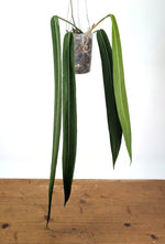 Anthurium Pallidiflorum - Leave Size 18+" - Exact XL Plant #26B