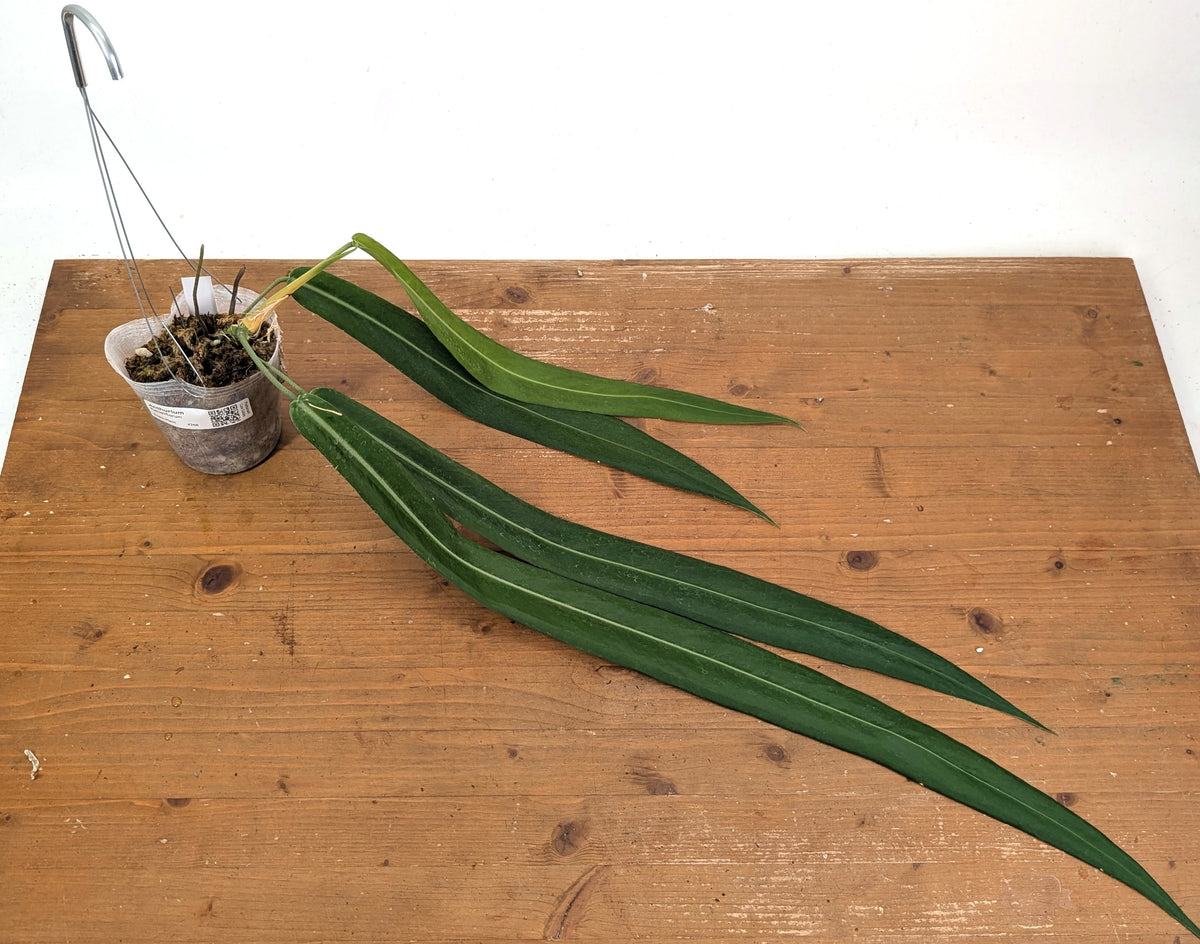 Anthurium Pallidiflorum - Leave Size 18+" - Exact XL Plant #26B