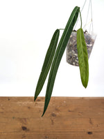 Anthurium Pallidiflorum - Leave Size 12+" - Exact XL Plant #26C