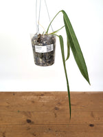 Anthurium Pallidiflorum - Leave Size 12+" - Exact XL Plant #26C