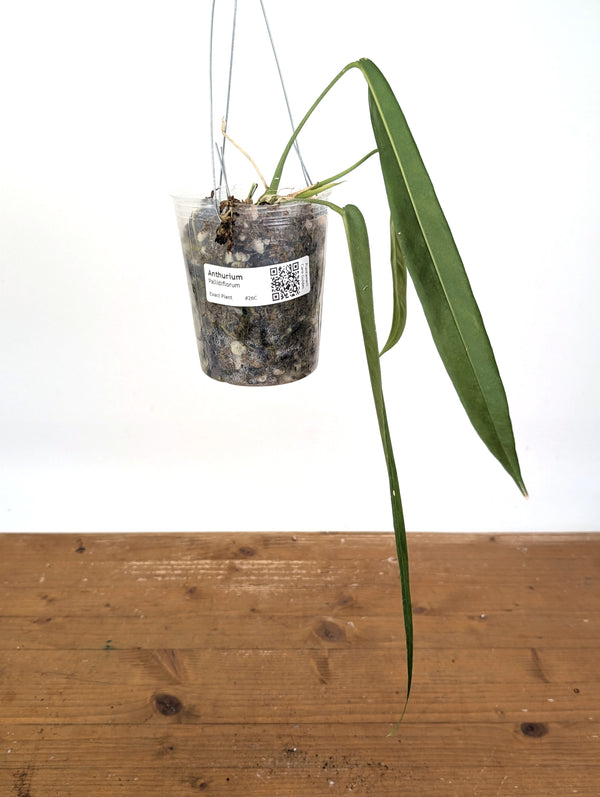 Anthurium Pallidiflorum - Leave Size 12+" - Exact XL Plant #26C