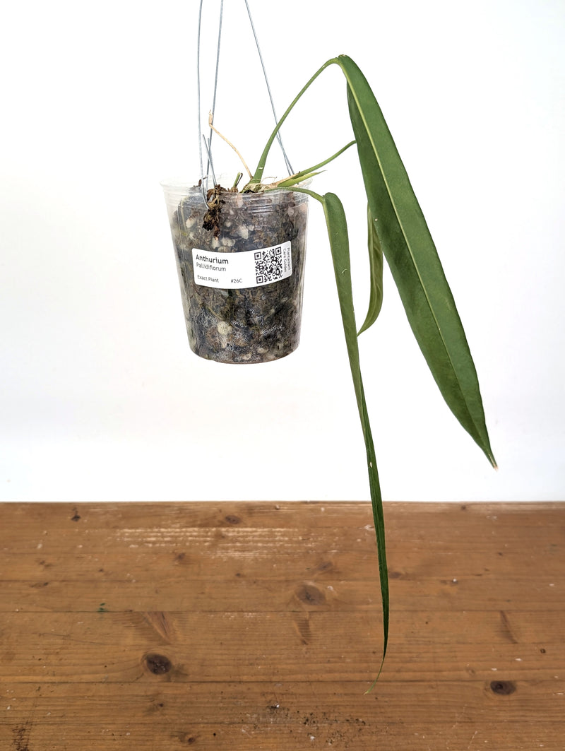 Anthurium Pallidiflorum - Leave Size 12+" - Exact XL Plant #26C