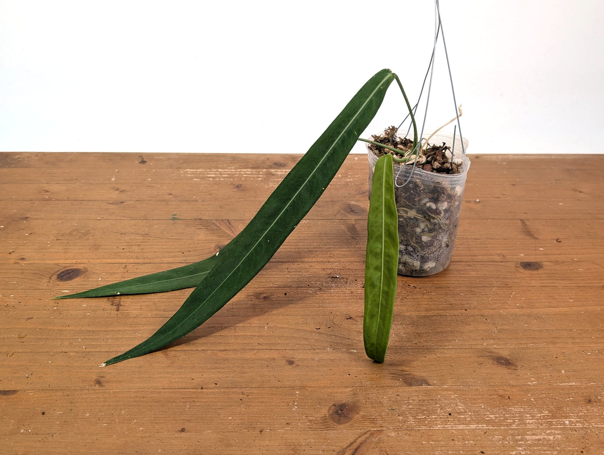 Anthurium Pallidiflorum - Leave Size 12+" - Exact XL Plant #26C