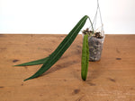 Anthurium Pallidiflorum - Leave Size 12+" - Exact XL Plant #26C
