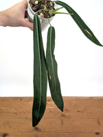 Anthurium Pallidiflorum - Leave Size 16+" - Exact XL Plant #26D